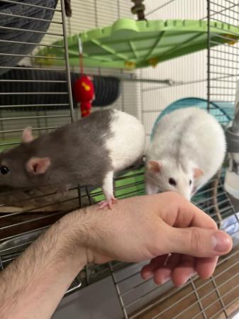 Image 9 of 2 Male Rats (10 months old)