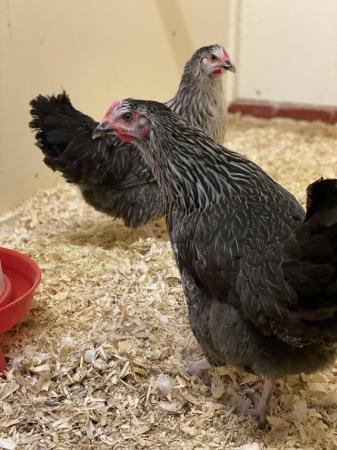 Image 5 of Mixed Breeds POL Hybrid Chickens
