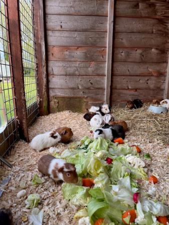 Image 2 of 8 week old guinea pigs ready for new hutches