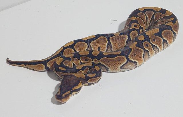 Image 5 of 2023 Female Special Ball Python