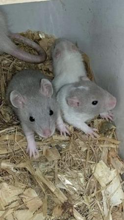 Image 3 of Stunning fancy rats both sexes