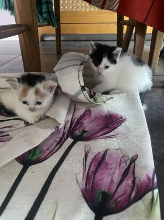 Image 17 of 9 week old kittens for sale