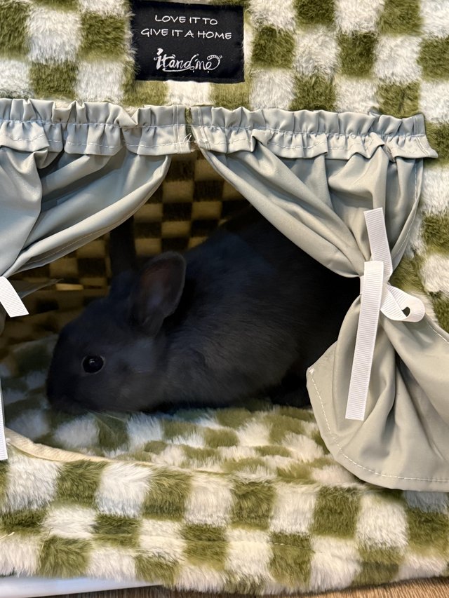 18 week old Netherlands Dwarf bunny needs new home — photo 3 of 4