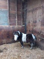 Preview of the first image of miniature American x miniature Shetland prox 32ins 4yr colt.