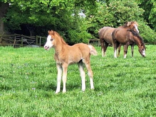 Image 3 of Welsh Section B Colt Foal FOUR WHITE SOCKS