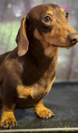 Image 1 of Miniature Smooth Haired Dachshund