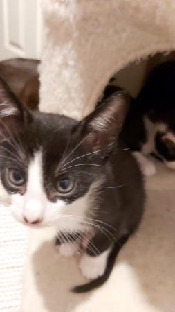 Stunning Oriental Kittens BLACK AND WHITE 3 BOYS for sale in Biggleswade, Bedfordshire - Image 20