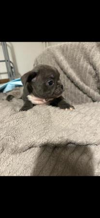 Image 2 of 2 male 2 female French bulldog pups for sale