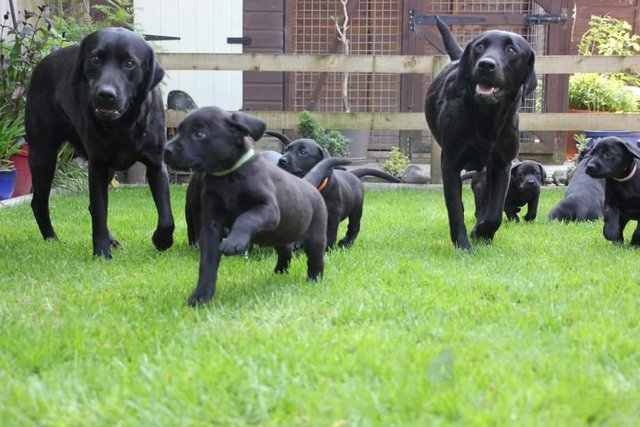 Image 7 of Kc reg black labrador retriever puppies
