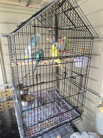 Image 5 of Budgies & LOTS More Including Breeding Accessories.