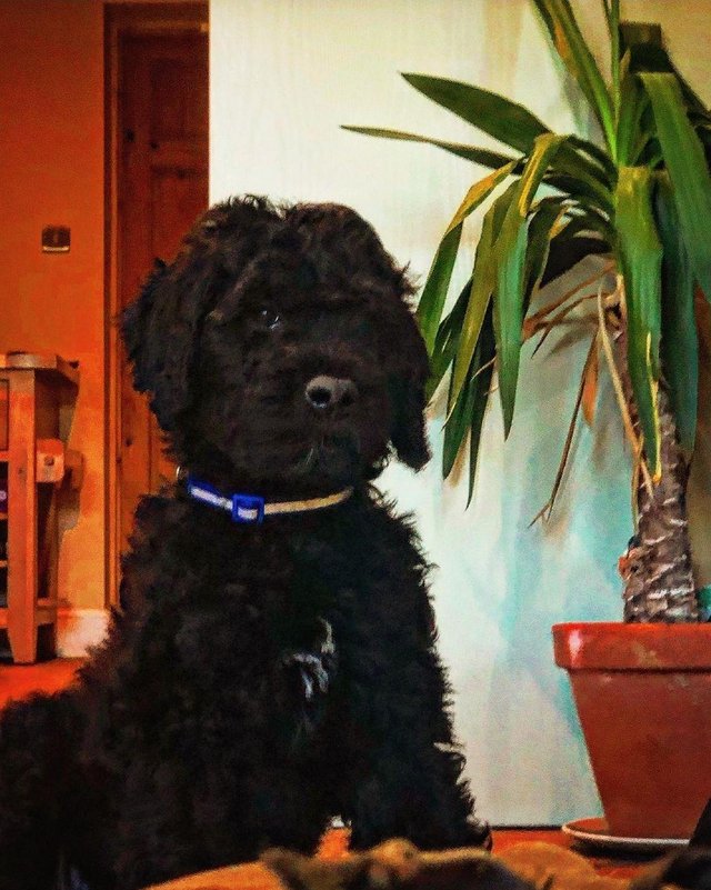 Preview of the first image of Fully vaccinated Standard F1BBB LABRADOODLE boy puppy left.