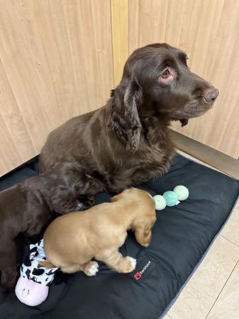 Image 5 of Ready Now KC reg fully health tested Cocker Spaniel puppies