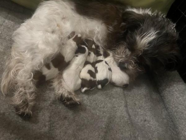 Image 4 of 4 weeks 6 days old . Jack-shitzu puppies . 3 girls 2 boys