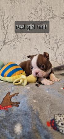 Image 10 of Kc registrated Boston terrier puppies