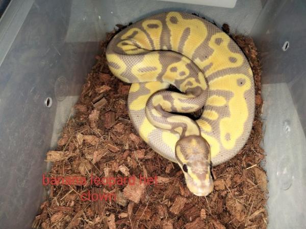 Image 4 of Royal pythons, ball python,