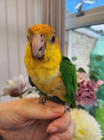 Image 2 of Caique Female - *silly tame with cage*