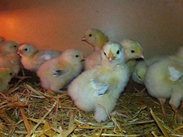 Image 2 of HATCHING EGGS FOR SALE pure breed birds