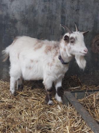Image 2 of Young Castrated male Pygmy goat