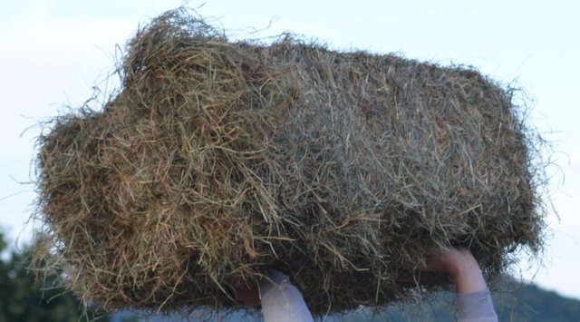 Image 1 of Traditional small bales of meadow hay