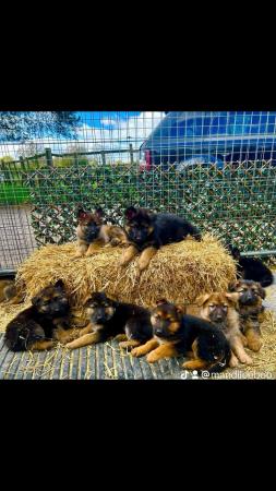 Image 25 of German Shepherd Puppies Stunning