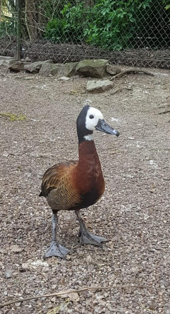 Preview of the first image of White faced whistlerling duck pair 2021.