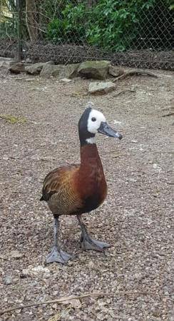 Image 1 of White faced whistlerling duck pair 2021