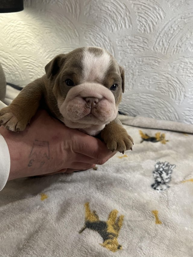 Preview of the first image of Beautiful English Bulldog Puppies.