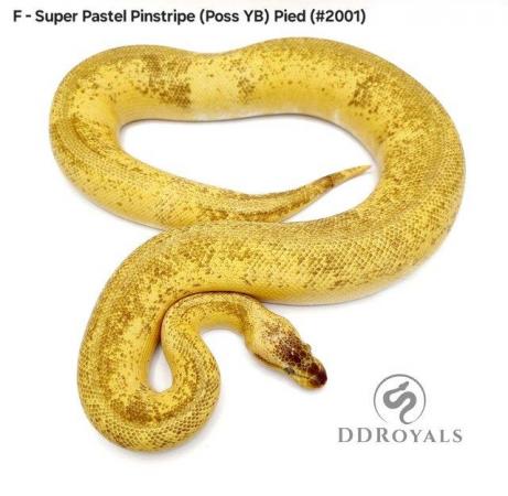 Image 20 of Royal Pythons: Pieds, Desert Ghosts. ADULTS AND HATCHLINGS