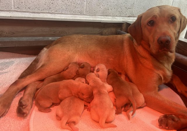 Image 4 of FT Champion KC Labrador Puppies from Health tested parents