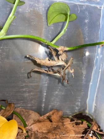 Image 5 of Dragon Mantis (Stenophylla lobivertex) Adults