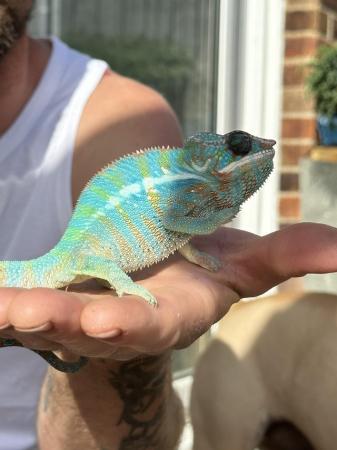 Image 1 of Young male blue panther chameleon
