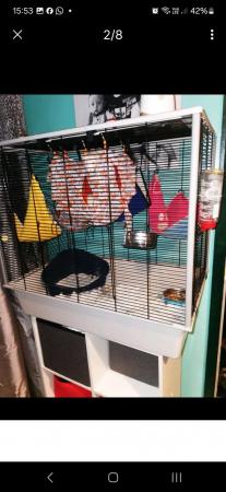 Image 6 of 4m old male rats with cage and accessories