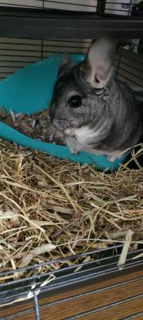 Image 5 of 15 month old chinchilla
