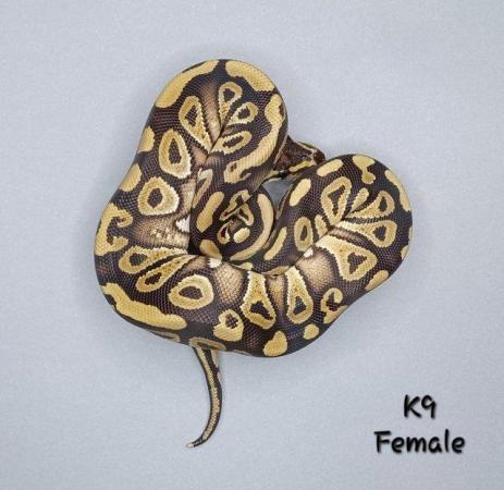 Image 6 of Various Hatchling Ball Python's CB23 - Availability List