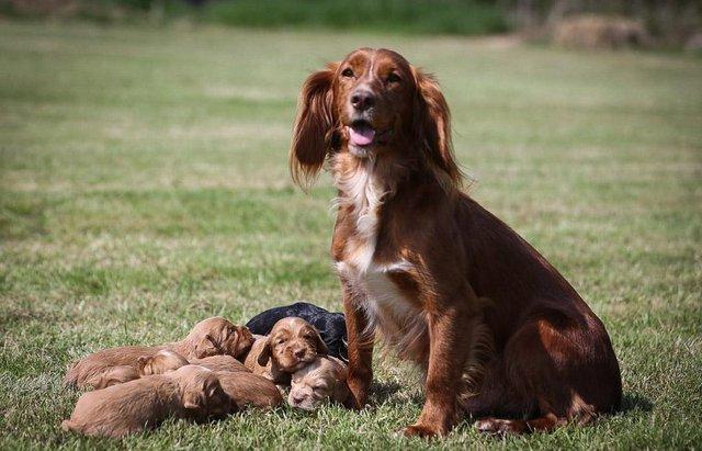 Image 2 of Ready Now Exceptional KC Working Cocker Spaniel Puppies