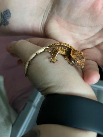 Image 11 of Baby crested geckos from Lilly white and harlequin parents