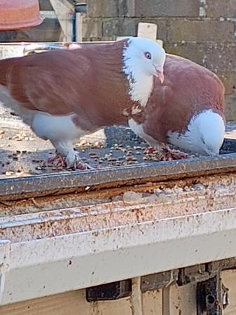Image 5 of Beautiful pigeon's available