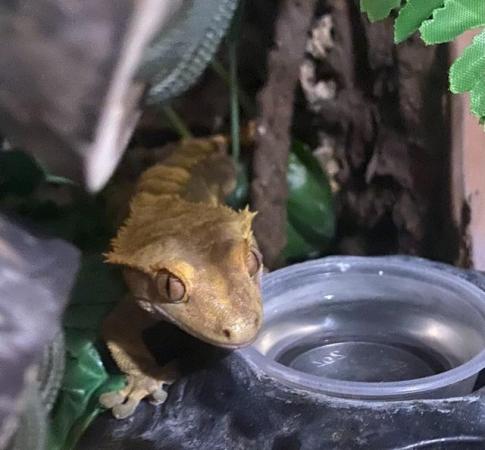 Image 1 of Stunning pair of breeding crested geckos and full set up