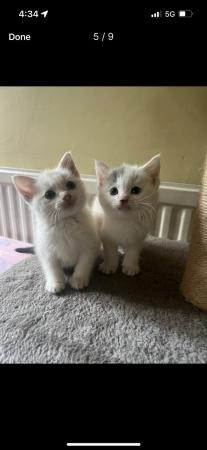 Image 5 of Beautiful white and grey farmhouse kittens