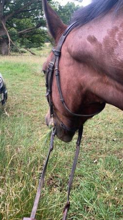 Image 1 of Horse To Share / Loan Nearby To Horsham , West Sussex