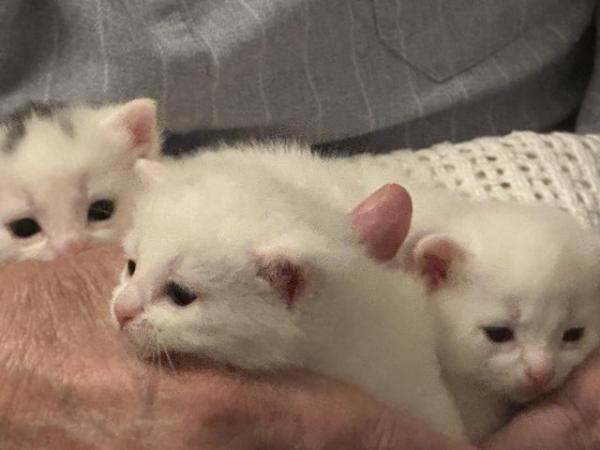Image 4 of White Kittens available