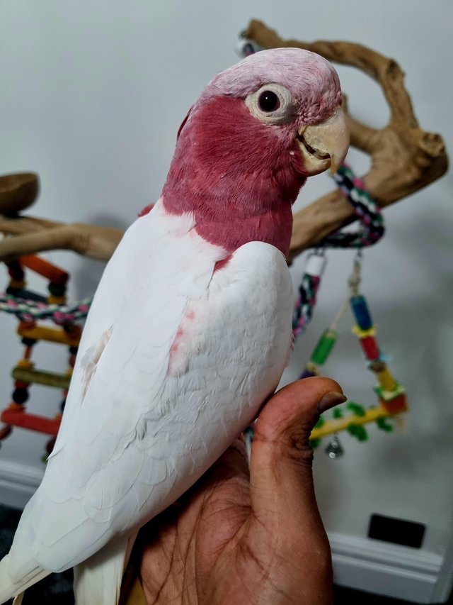 Preview of the first image of Gorgeous baby lutino galah cockatoo.