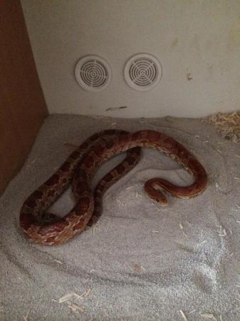 Image 4 of 2 year female corn snake with 4 foot oak viv