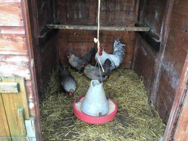 Image 3 of Pure breed hatching eggs Large fowl