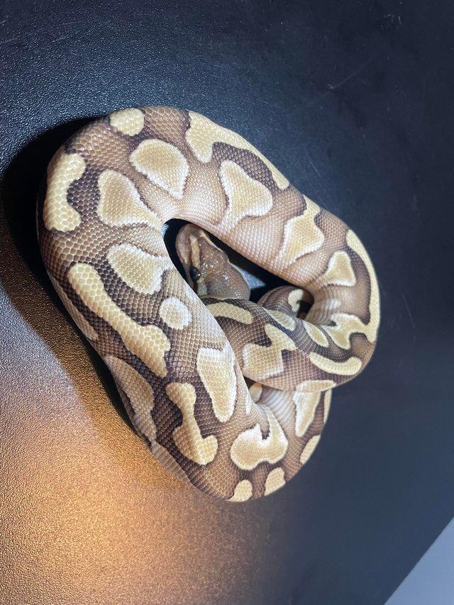 Preview of the first image of Butter 66% DH clown, genetic stripe.