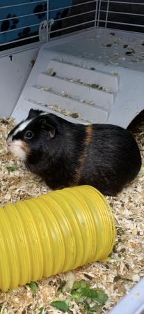 Image 4 of Cookie & Blaze female guinea pigs £45