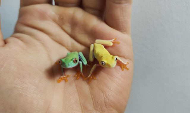 Image 4 of Albino red eyed tree frogs