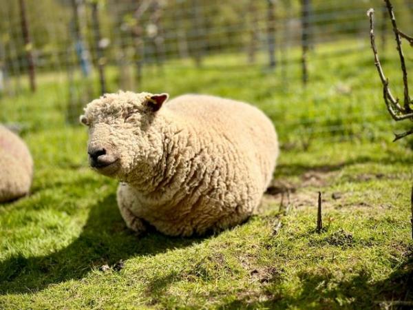 Image 2 of Texel, Southdown, Valais sheep for sale - Robertsbridge