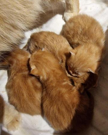 Image 4 of Maine Coon Kittens ONE GIRL LEFT!