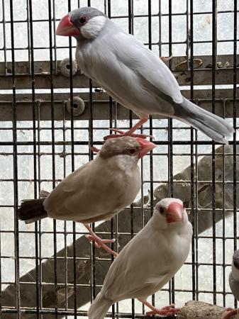 Image 10 of Australian finches - Java Sparrows, Parsons, weaver, Cubans